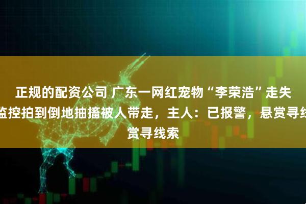 正规的配资公司 广东一网红宠物“李荣浩”走失，监控拍到倒地抽搐被人带走，主人：已报警，悬赏寻线索